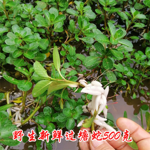 500克新鲜野生黄花过塘蛇黄花水龙过江龙过沟龙过江藤现采包邮