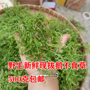 广西野生新鲜现采鹅不食草汁滴鹅仔不吃草天胡荽现采现发500克
