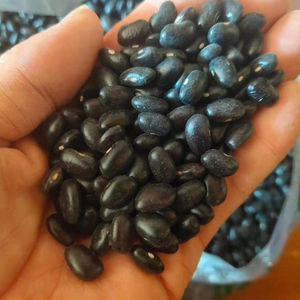 东北小黑豆正宗农家自产豆肾形老品种白芯黑芸豆产地直发5斤包邮