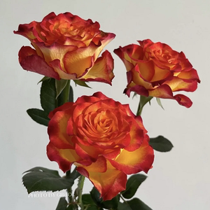 【诗人花园】狂想曲玫瑰 切花月季根接苗 v12火焰色