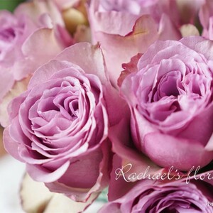 【诗人花园】蒙特马特monte marte厄瓜多尔进口月季新品浓香切花