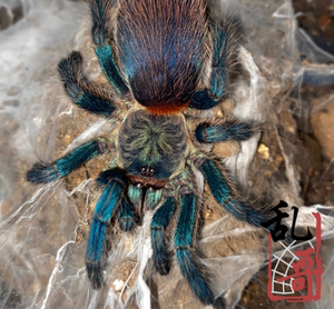 巴西蓝丝绒蜘蛛1.5厘米幼体活体宠物蜘蛛艳丽稀有品种