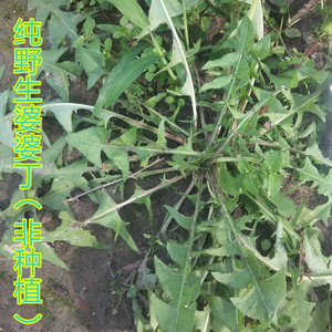 新鲜婆婆丁纯野生蒲公英2斤装东北山野菜蘸酱菜农家现挖顺丰包邮