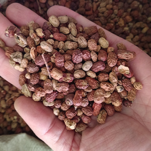 新货红蔻 500克包邮红豆寇红扣口冦料卤肉粉香料调料散装干货调料