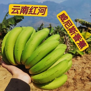 云南红河威尼斯香蕉新鲜采摘现摘现发自然熟云南banana10斤包邮