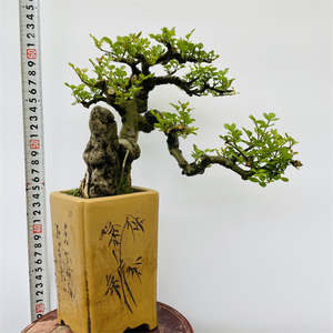 张氏微景园对节白蜡悬崖临水桩熟桩微型山水造型盆景掌盆阳台植物