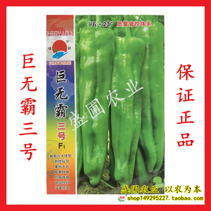 【镇研巨无霸三号】果皮略薄,3号春秋牛角泡胡辣椒种子/1000粒
