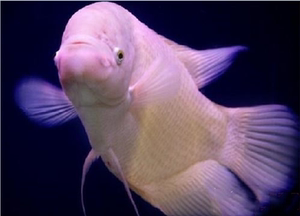 招财鱼活体黑眼招财鱼红眼招财古代战船风水鱼热带观赏鱼大型凶猛