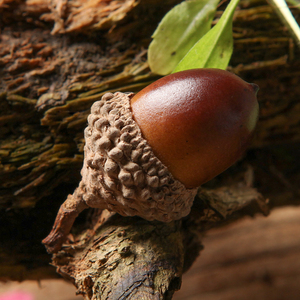 天然橡果 种子拍照道具松果冰河世纪果子坚果干果森林diy道具