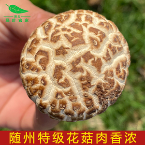 左乐 湖北随州出口级农家大花菇500g特级白花菇香菇干厚肉蘑菇1斤