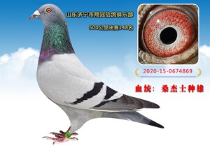 翔冠信鸽俱乐部2020-15-0674869血统桑杰士种雄500公里决赛148名