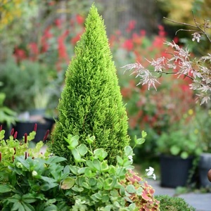 茶泡泡饭淘宝星河丨柏树侧柏香柏植物柏叶扁柏耐寒冬季北欧盆栽真