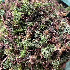野生回心草中药材云南大叶藓铁脚一把伞回心草250g茴心草500g干货