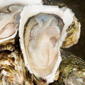 东山岛海鲜生蚝鲜活4斤海蛎牡蛎海鲜水产新鲜烧烤食材现捕28-35个