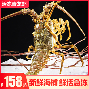 印度小青龙 生冻大花龙虾冷冻海鲜水产非鲜活2只装 活冻青龙虾