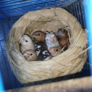 十姐妹保姆鸟驼色