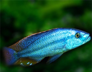 达石水族淘宝淡水热带鱼观赏鱼纯种三湖慈鲷大马鲷中型成体鱼易活发