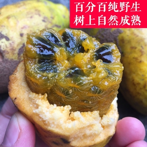 现货2斤新鲜麻藤包拿藤包马藤包八月瓜九月黄野果牛卵坨哈卵包邮