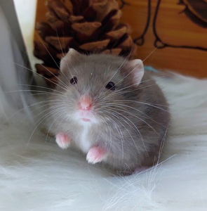 【家养一线仓鼠合集】稀有品种一线暗米巧克力紫罗兰奶牛银钻
