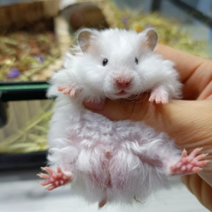 【长毛显斑白熊卷卷弟弟】真正家养仓鼠金丝熊性格温顺好上手