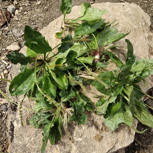 陕南秦巴大山天然生长车前草平车前车茶草蛤蟆叶先挖新鲜500g