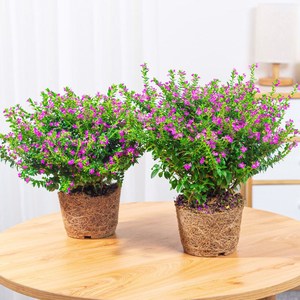 满天星花盆栽室内客厅阳台四季开花耐寒北方好养绿植花卉净化空气