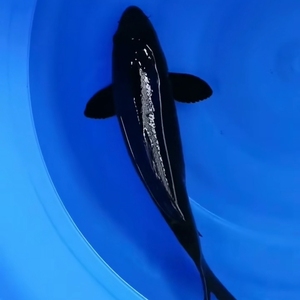 进口精品纯种单色鲤金松叶白金黒鲤铁包金锦鲤活鱼大型冷水观赏鱼