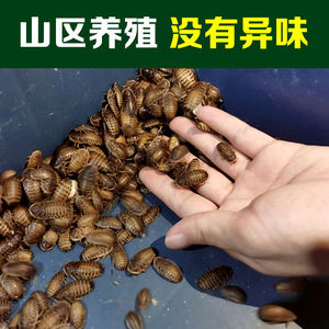 003人付款淘宝日本正版qualia 肥尾守宫与鬃獅蜥睡眠扭蛋 壁虎变色龙