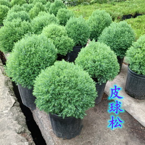 皮球柏皮球松盆栽多年生植物自然成球形耐寒热四季常青可地栽包邮