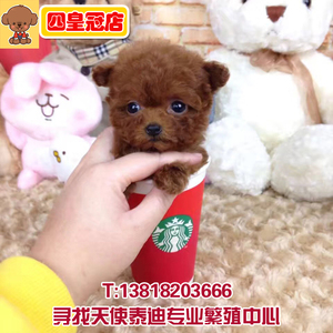 飞耳茶杯泰迪