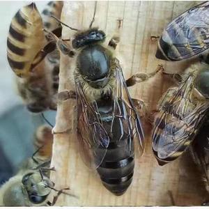 中蜂蜂王高产交尾产王台阿坝土蜂蜜蜂开产卵新优质处女王养蜂包活