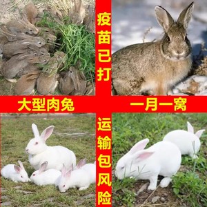 小兔子活物肉兔活体家养月月兔宠物兔可选公母一对幼兔活苗小白兔