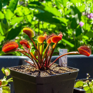 食虫植物-红龙捕蝇草【小苗 红色系的捕蝇草】