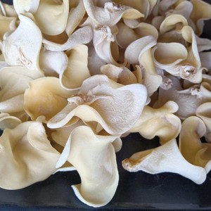 兔耳菌干货湖南辣椒炒肉食材鲁山自然鲜商贸行凉拌无根白色玉木耳