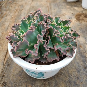 蓝狐多肉植物盆栽包菜系列家庭园艺套餐软装云南基地直发精品包邮