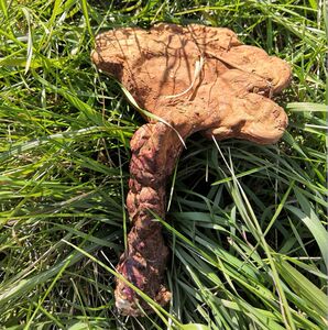 野生灵芝大兴安岭本地整枝纯野生赤灵芝干货养生泡水酒灵芝250g