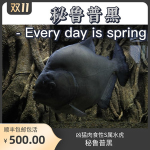 秘鲁黑食 钻黑 普黑 黄钻 辛古水虎武士胭脂黑斑南美加拉辛肉食鱼