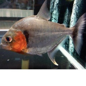 秘鲁黑食水虎钻黑普黑黄钻辛古水虎热带凶猛活体南美亚马孙虎皮鱼