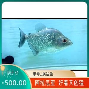 巴西钻黑阿拉瓜亚钻黑托坎廷斯钻黑水虎钻黑普黑辛古凶猛热带鱼