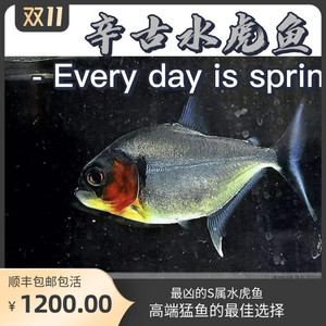 秘鲁黑食水虎钻黑普黑黄钻辛古水虎热带凶猛活体南美亚马孙虎皮鱼