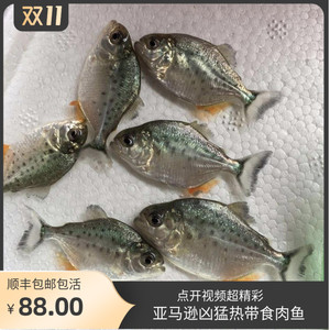 亚马逊红文鱼 活 热带群养肉食性猛鱼淡水凶猛宠物观赏鱼顺丰包邮