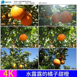 4K果园果林果树种植橘子橙子甜橙脐橙采摘丰收绿色健康视频素材