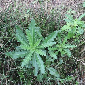 小蓟种苗现挖小蓟根刺角芽七角芽蓟蓟草刺儿菜整颗全草干品中药材