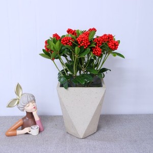 进口红玉珠盆景年宵花盆栽进口绿植鸿运珠室内高档红果喜庆红珍珠