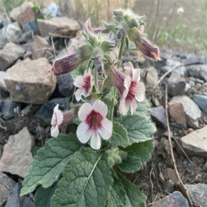 地黄苗新鲜现挖生地黄中药材地黄种苗种子地黄根药用泡茶种植包邮
