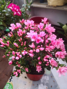 丹东蜡皮粉妆楼杜鹃花小叶皋月东洋原生苗生长期无花非偏远包邮