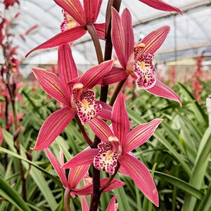 【带多花苞】大花蕙兰【红酒之恋】兰花苗新年宵花盆栽过年喜庆花