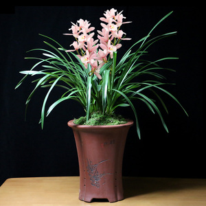 大花蕙兰盆栽粉色樱花兰花苗艺草客厅室内花卉绿植物