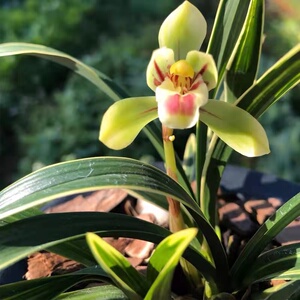 马芬芬1991淘宝金边春兰彩云荷翁源兰花苗浓香矮种线艺好养盆栽阳台