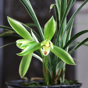 【春兰皎月】金边兰花苗矮种冬春带花苞浓香四季兰草花卉盆栽植物